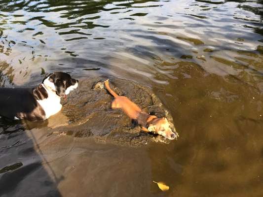 Fotowettbewerb: Wasserratte-Beitrag-Bild