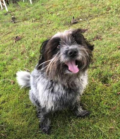 Seltene Rassen!-Beitrag-Bild