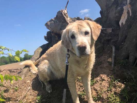 156. Fotochallenge *** DEIN HUND UND DIE WUNDERSCHÖNEN WOLKEN ***-Beitrag-Bild