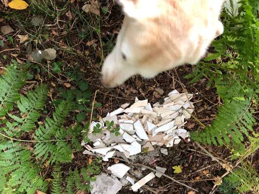 154. FotoChallenge * AUFS BILD GEMOGELT *-Beitrag-Bild