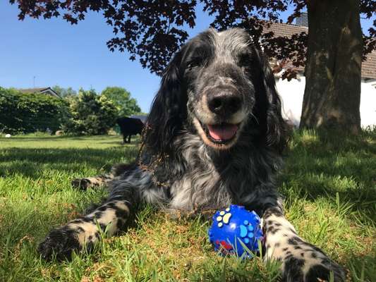 Kleiner Münsterländer!-Beitrag-Bild