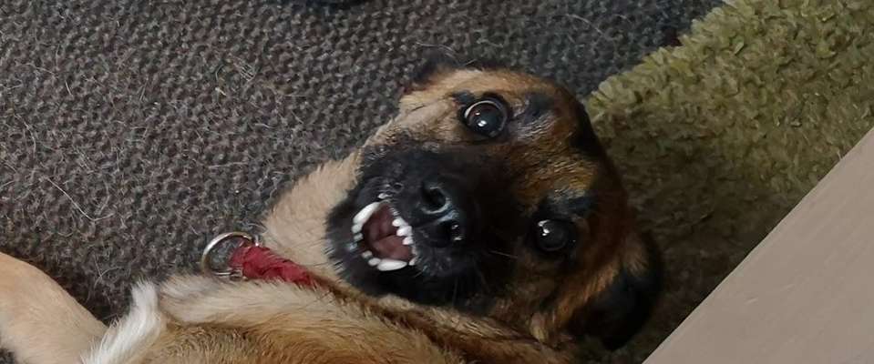 149. Foto Challenge: Wer ist hier der Boss!-Beitrag-Bild