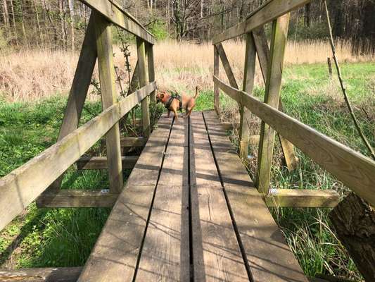 Foto Challenge Thema "Brücke"-Beitrag-Bild