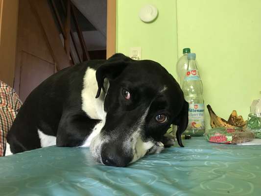 Hunde Porträt (Portrait) Galerie....-Beitrag-Bild