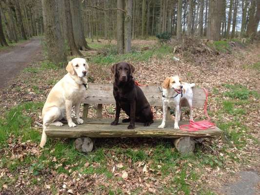 Dogorama Photo Challenge - Bänke-Beitrag-Bild