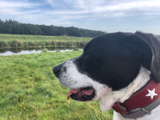 156. Fotochallenge *** DEIN HUND UND DIE WUNDERSCHÖNEN WOLKEN ***-Beitrag-Bild