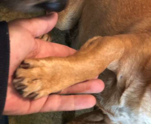 157 Fotochallege- Gib mir Deine Pfote und ich schenke Dir mein Herz-Beitrag-Bild