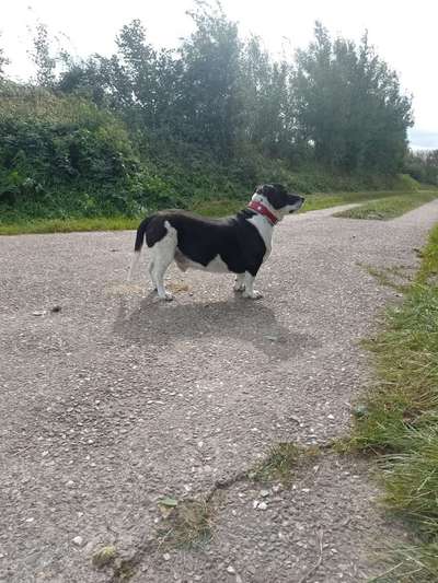 Basset Hound-Beitrag-Bild