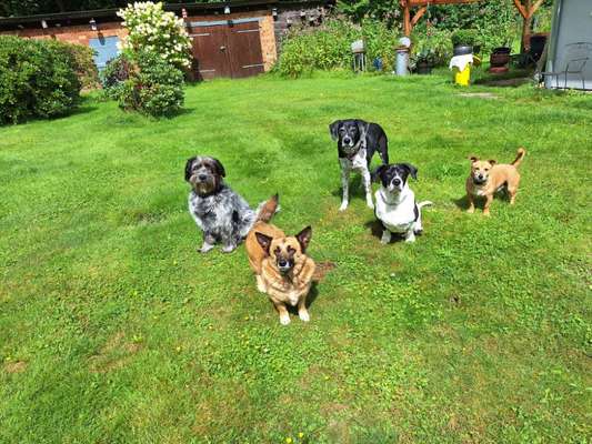 Vermittlung von Tierschutzhunden aus dem Ausland – Ist das wirklich sinnvoll?-Beitrag-Bild
