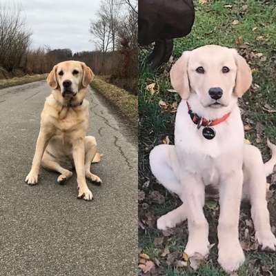 Goldador (Golden-Retriever - Labrador Mix)-Beitrag-Bild