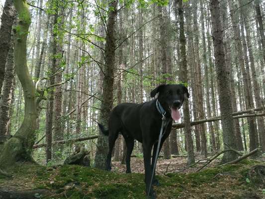 Foto -Challenge  Thema : Dein Hund Im Wald-Beitrag-Bild