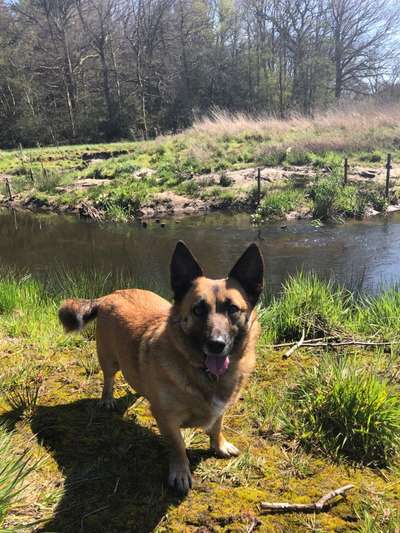 Corgis und ihre persönlichen Hofangestellten-Beitrag-Bild