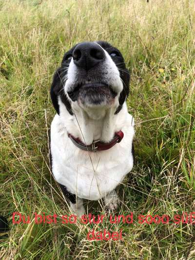 Fotowettbewerb "Liebeserklärung an deinen Hund!"-Beitrag-Bild
