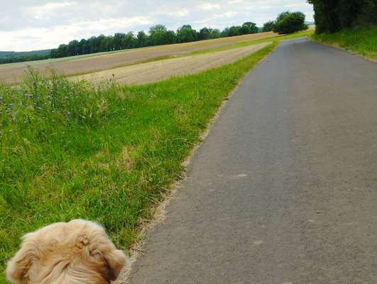 Hundetreffen-Golden Retriever Treffen-Bild