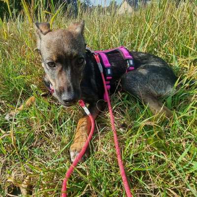 Hundetreffen-Spiel und Spaziergeh Treffen kleine bis mittlere Rassen