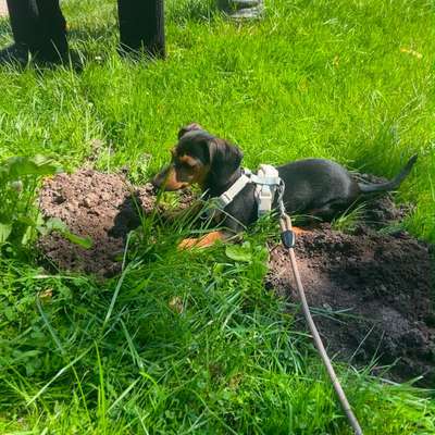 Hundetreffen-Gassi Runde-Bild