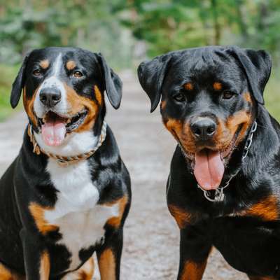 Hundetreffen-Hundegruppe Spaziergang + Spielrunde-Bild