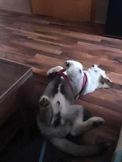 Dogorama Photo Challenge - besondere Eigenschaften-Beitrag-Bild