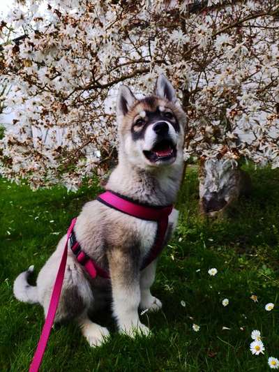 Dogorama Photo Challenge - Frühlingserwachen-Beitrag-Bild