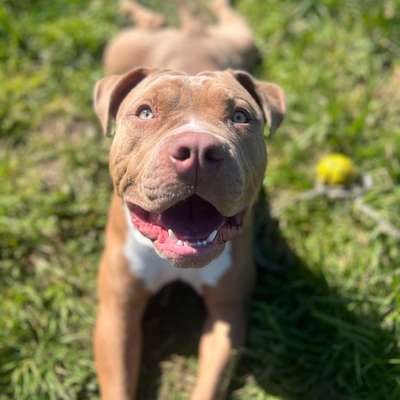 Hundetreffen-Kimbo sucht ein paar Hundekumpels mit denen er um die Häuser ziehen kann-Bild