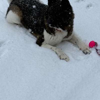 Hundetreffen-Gemeinsam Spazieren 🌳🌳🐕🐕-Bild