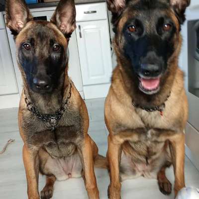 Hundetreffen-Faehrtenarbeit-Bild