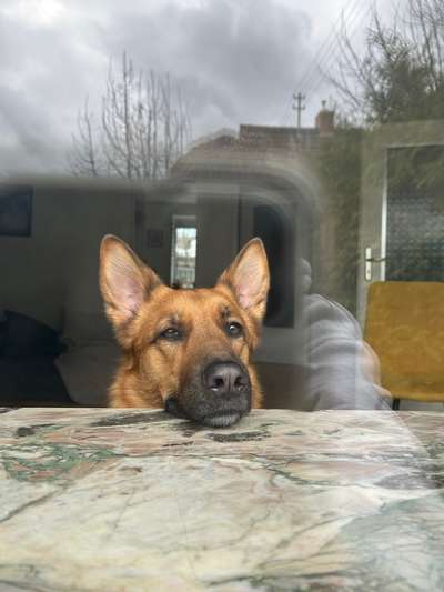 Hundetreffen-Rennen und toben im Freilauf-Bild