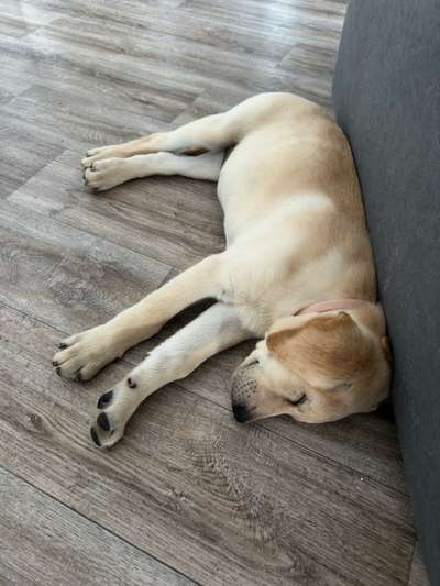 Welpen Bilder !-Beitrag-Bild