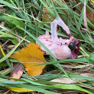 Giftköder-Fleisch-/ Gewebeteile-Bild