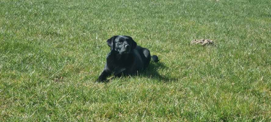 Hundetreffen-Gassirunde und motiviert auspowern :)-Bild