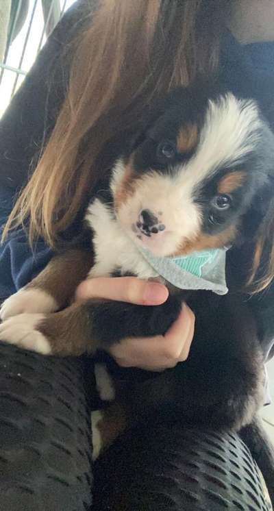 Berner Sennen-Beitrag-Bild