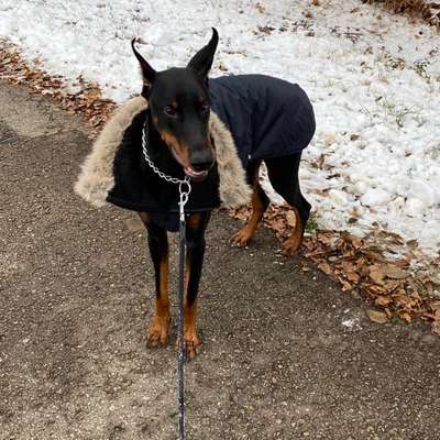 Hundetreffen-Gassirunde / gemeinsames spielen-Bild