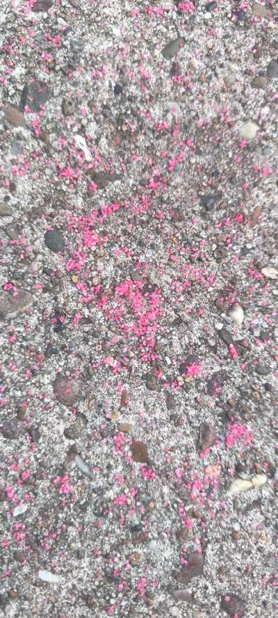 Giftköder-Eventuell Ratengift-Bild