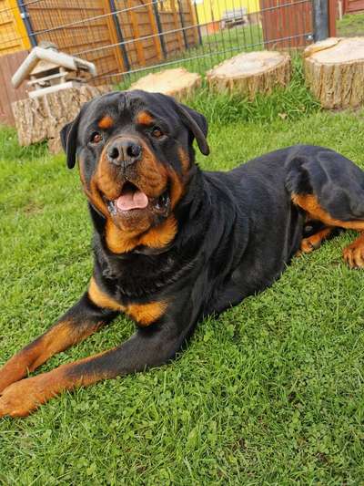 Rottweiler-Beitrag-Bild