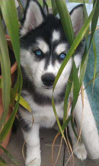 Welpen Bilder !-Beitrag-Bild