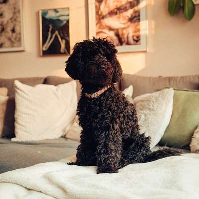 Hundetreffen-Social Walk / Gassi Runde-Bild