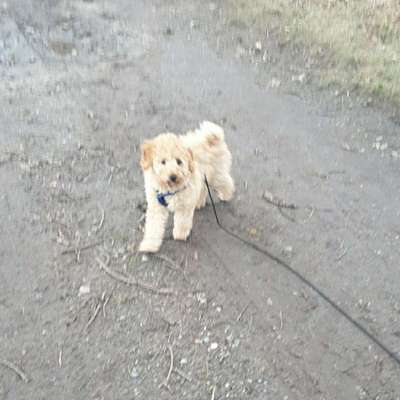 Hundetreffen-Suche Spielkameraden für Teddy-Bild