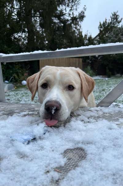 Schnee Foto-Beitrag-Bild