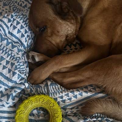 Hundetreffen-Ich suche Leute, die an Social Walk interessiert sind.-Bild