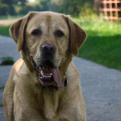 Fotochallenge Nr. 59 - Mein Hund zeigt die Zunge-Beitrag-Bild