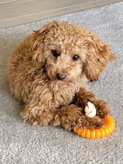 Pudel-Treffen-Beitrag-Bild