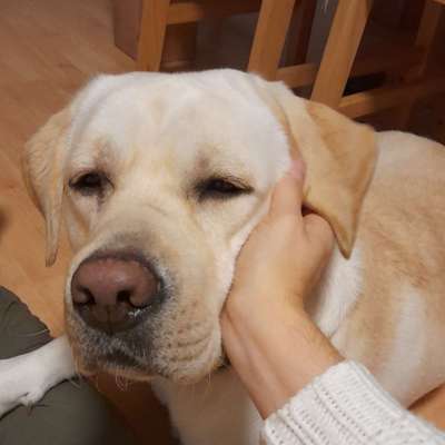 Wo sind meine Labrador Freunde-Beitrag-Bild