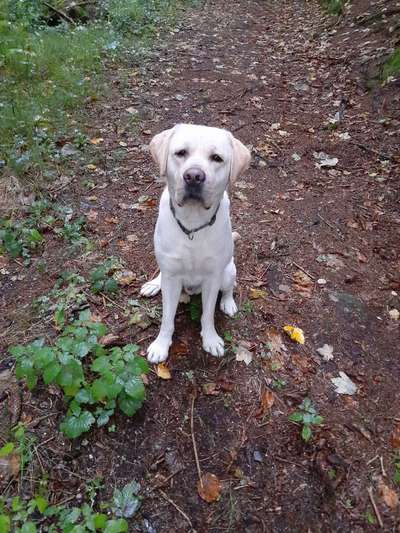 Wo sind meine Labrador Freunde-Beitrag-Bild