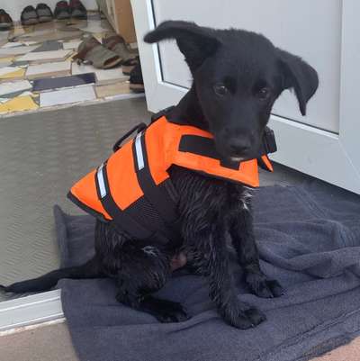 Die Dogorama Kalender Challenge 4/4-Beitrag-Bild