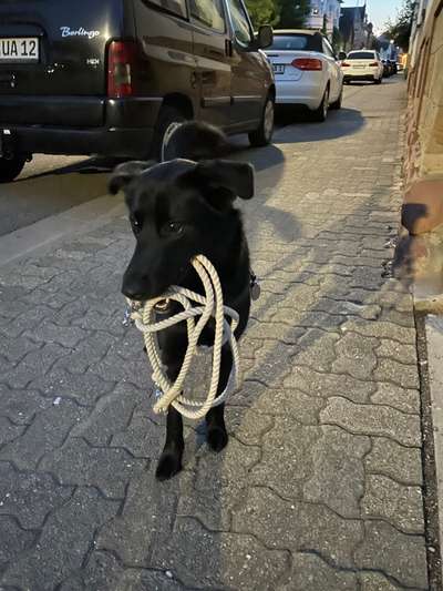 Mischlingshunde Foto Aufruf-Beitrag-Bild