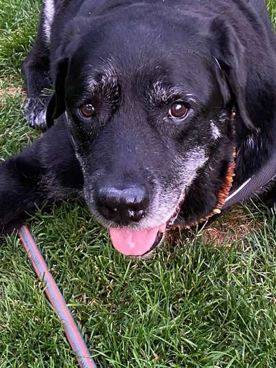 Labradorfans-Beitrag-Bild