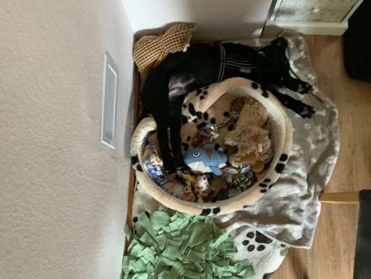 Die Dogorama Wochen Challenge-Beitrag-Bild