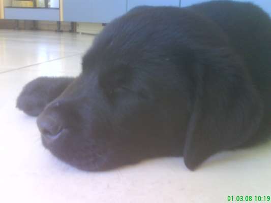 Labradorfans-Beitrag-Bild