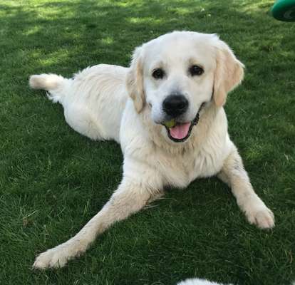 Wo sind die Golden Retriever Liebhaber?-Beitrag-Bild