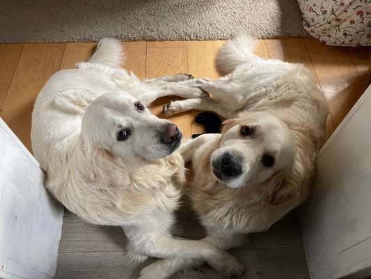 Bester Freund, Hundekumpel - zeigt her!-Beitrag-Bild